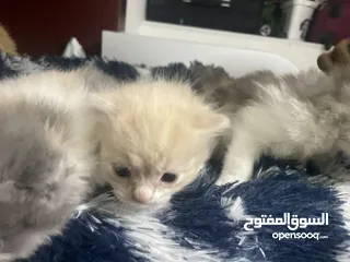  7 50days Ragdoll mix with Persian