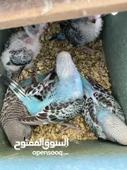  1 جوز حب ماكينه انتاج معهم 5 فراخ