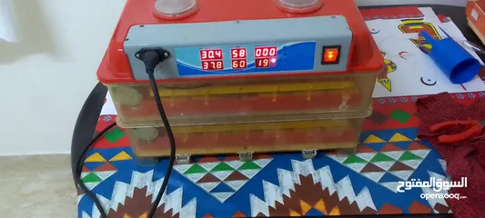  1 فقاسه للبيع