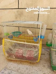  1 عصافير كناري للبيع