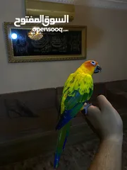  2 ببغاء صن كنيور عباره عن لعبه  تفاصيل عبر الرقم