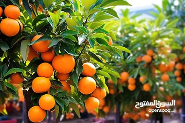  11 اشجار مثمره