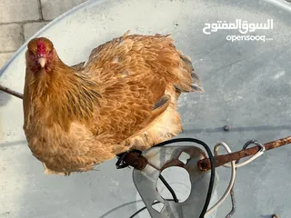  2 فرخة براهمه