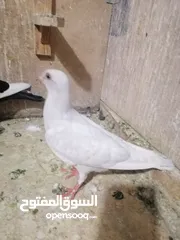  3 للبيع او للبدل فراخ حمام مفاطيم مش مجرودات للبيع  كوم حرق على 3.5 الفرخ او التبديل على كنارات