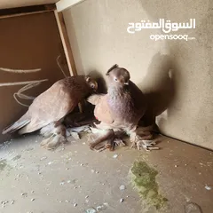  5 متاح جواز ازبك بزره الماني