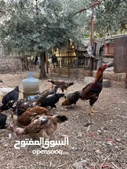  3 دجاج بكستاني للبيع