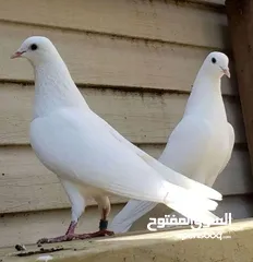  1 #مطلووووب حمام بلدي ابيض سك 4 او 5 جواز كلهن بيض