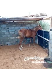  2 حصان للبيع