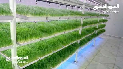  20 استنبات شعير  شعير مستنبت Sprouted   صواني استنبات شعير Barley germination barley
