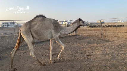  1 يوجد بكره لقية و بكره فطيم للبيع  ماشالله سمان