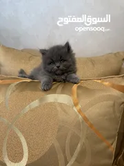  3 قطط للبيع عمرهم شهر و نص الام هملايا و الاب بريتش