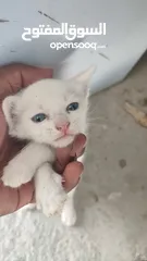 10 kitten 1month aged