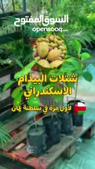  2 عرض على شتلات البيذام أو اللوز الاسكندراني الحساوي الثمرة الجامبو  لأول مرة في عمان من مشتل الأرياف