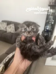  2 Scottish Fold Male Kitten