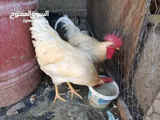  1 بيع ديوك دواجن