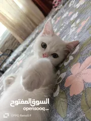  4 قط سكوتش للبيع