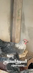  2 ديك للبيع العر 4 شهور