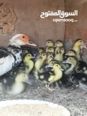  9 طيور للبيع بغرض نقل مكان السكن