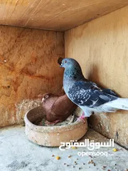  12 اربع جواز حمام للبيع مع القن