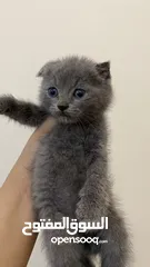  2 Scottish fold