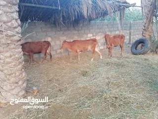  1 عجلات 3 للبيع اعمارهن سنه تقريبا  