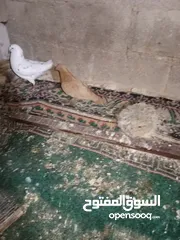  5 متاح طواير حلوات شغلات مكفولات شغل كينه شغل ماشاء الله