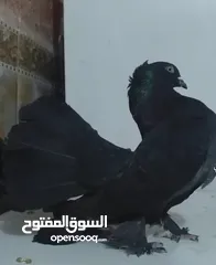  1 حمام  عفاد حمام شماسي