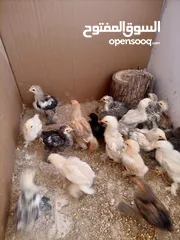  6 صيصان براهمي. عمر  شهر 5 ايام