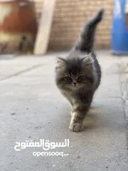  3 قطه زينه لبيع لعوبه لون كلش حلو