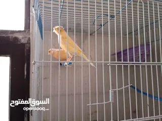  4 جوز اناثي كنار للبيع