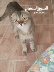  22 قطه كتنز كتن   و بطه عدد 3 بطات   و سلاحف بريه و قطة سيامي كبيره منتجه  تربيه منزليه لقطه كوم هامستر