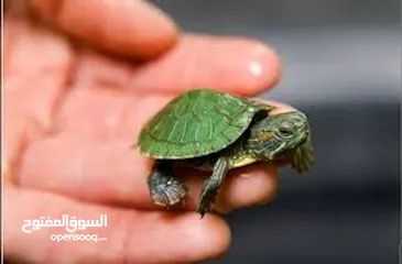  2 سلحفاه سلاحف برمائيه مائيه  بيبي سلحفاة الزينه الامازوني