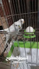  4 طيور حب البينو عين حمرا للبيع التواصل خاص الله يبارك لا صاحب النصيب...............................