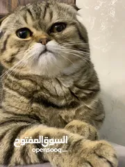  3 سكوتش فولد شورت هير