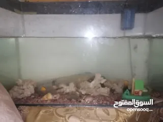  4 حوض سمك للبيع بسعر حرق مع الفرتلر