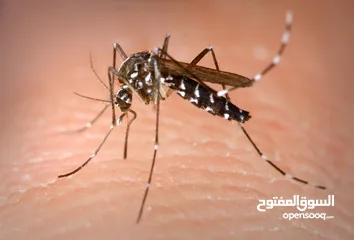  4 مكافحة الحشرات والقوارض للبيوت والمحلات والفنادق والشركات