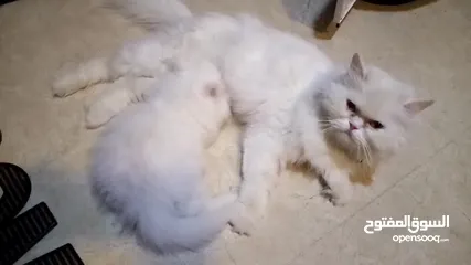 8 قطط للتبني ام وابنها بحاله ممتازه