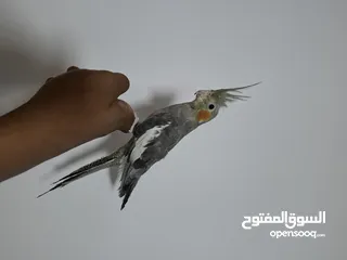  1 للبيع الكوكتيل عمر شهر 100%  في واتساب
