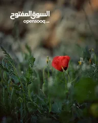  5 كاميرا نيكون d5200 nikon مع عدسة  nikkor 50mm