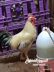  19 ديك كبير جدا بالصوره عمر سنتين للبيع يوجد ديك  بعمر الثمانيه اشهر العدد 2 في سعر 8
