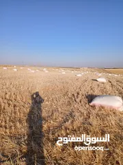  14 تبن قمح للبيع عترابو
