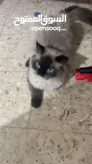  1 قط لتبني المستعجل