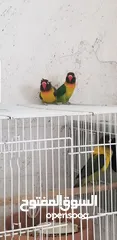  3 جوز فيشر جاهزات