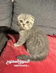  4 Tabby Scottish Fold and Straight kittens