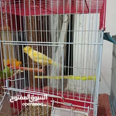  7 طيور كنار صلاة النبي عليهم