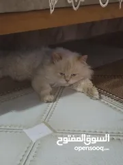  3 قط ذكر للبيع