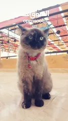  1 بسينة هملايا عمرا سنة