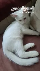  1 قطه  شيرازي للبيع صحته ممتازه  ذكر