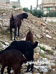  4 ماعز شامي للبيع ثلاث عنزات وتيس كولهن ريشة الحبه ماشاءالله تبارك الرحمن وصخلتين وجداي اثنين