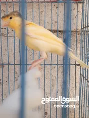  3 موجود حبتين كنار عمر 4شهور  صحه ونضافه موجود في الجويده